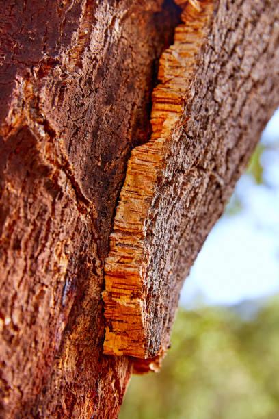 istock Castellon alcornocal cork trees in Sierra Espadan cork trees 1342028716