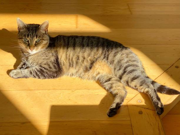 istock Domestic tabby cat relaxing in a patch of sunlight 1342028804