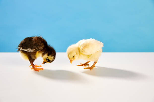 istock chicks couple yellow and black on table with blue 1342029022