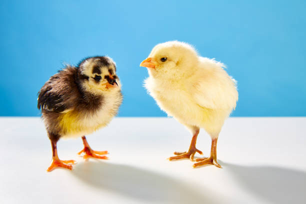 istock chicks couple yellow and black on table with blue 1342029067