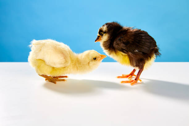 istock chicks couple yellow and black on table with blue 1342029078