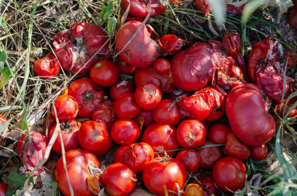Rotten red tomatoes in the sunlight. Spoiled vegetables with mold. Tomatoes with mold. Food waste. Top view. Improper food storage.
