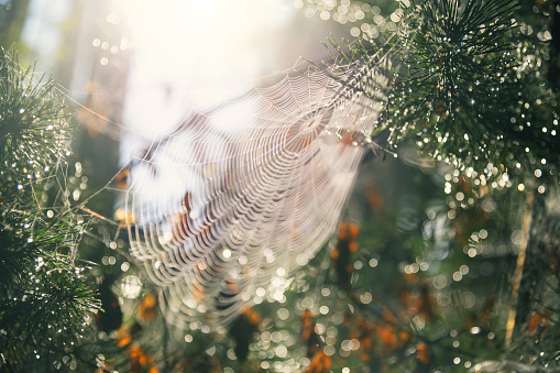 Closeup of dew droplets on a Spider web, like Indian map during foggy morning with blur background