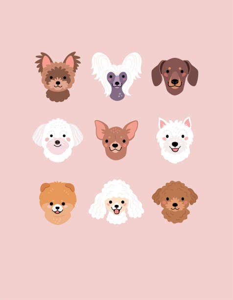 Small Breeds of Dogs Faces collection. Vector illustration of funny cartoon different breeds dogs in trendy flat style. Isolated on light pink background. yorkshire terrier dog stock illustrations