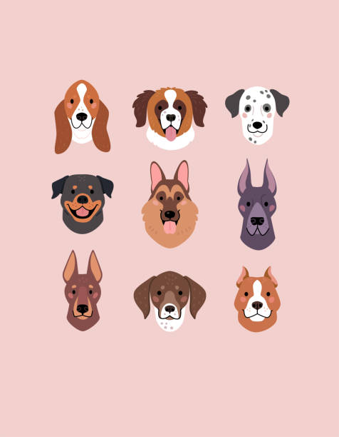 Large Dog Breeds Faces collection Vector illustration of funny cartoon different breeds dogs in trendy flat style. Isolated on light pink background. pitbull graphic stock illustrations