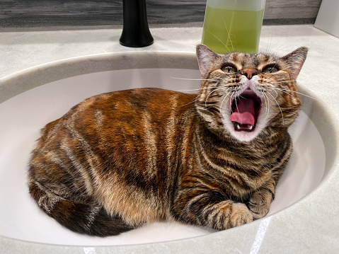 Small brown red orange cat yawning while laying in a sink.