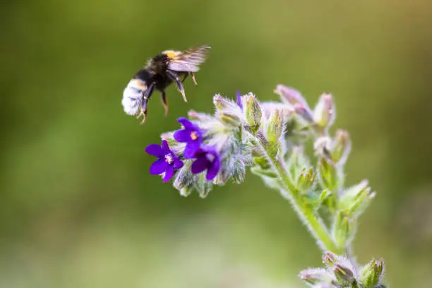 Close up macro shot of honey bee sucking pollen from a purple flower. Insecticides and pesticides are currently a hot topic as these chemicals have a devastating effect on biodiversity in general, including bees, and thus also pollination of plants.