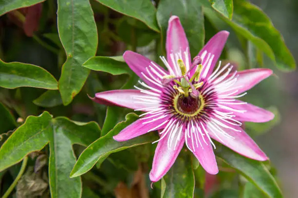 Blossom of a passion flower