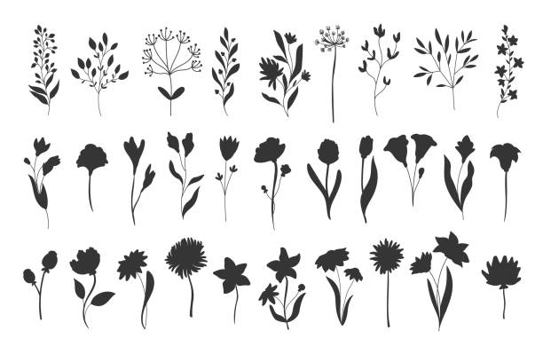 ÐÑÐ½Ð¾Ð²Ð½ÑÐµ RGB Silhouettes floral elements. Monochrome glyph foliage natural leaves herbs. Set flower botanical vector illustration. in bloom stock illustrations