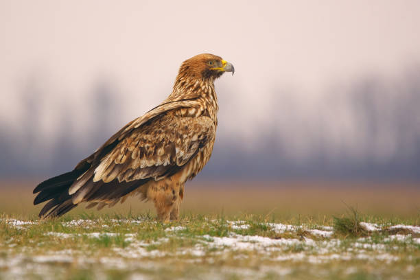 Eastern Imperial Eagle on the ground Eastern Imperial Eagle on the ground aquila heliaca stock pictures, royalty-free photos & images