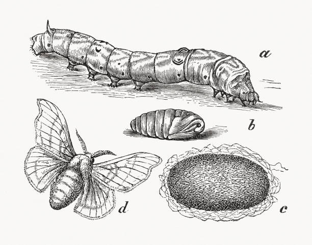 ilustrações, clipart, desenhos animados e ícones de mariposa de seda doméstica (bombyx mori), gravura de madeira, publicada em 1889 - traça