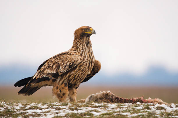Eastern Imperial Eagle on the ground Eastern Imperial Eagle on the ground aquila heliaca stock pictures, royalty-free photos & images