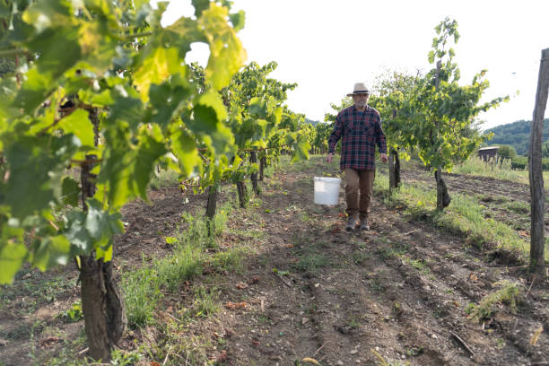 istock Grapes Harvesting and Picking Up 1342035133
