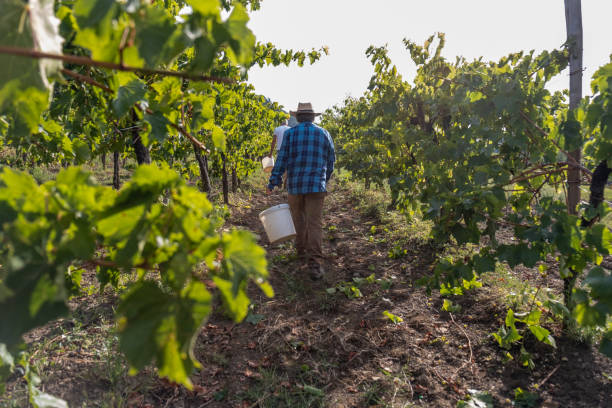 istock Grapes Harvesting and Picking Up 1342035156