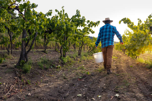 istock Grapes Harvesting and Picking Up 1342035755