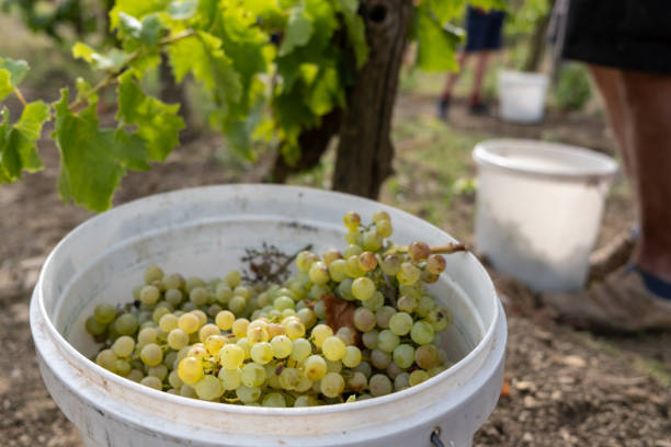 istock Bucket of white grapes 1342035785