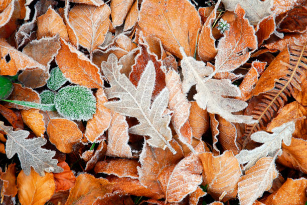 istock Oak and beech leaves on the floor 1342036119