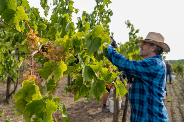 istock Grapes Harvesting and Picking Up 1342036123