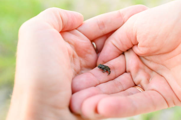 istock A very small frog in human palms. 1342036126