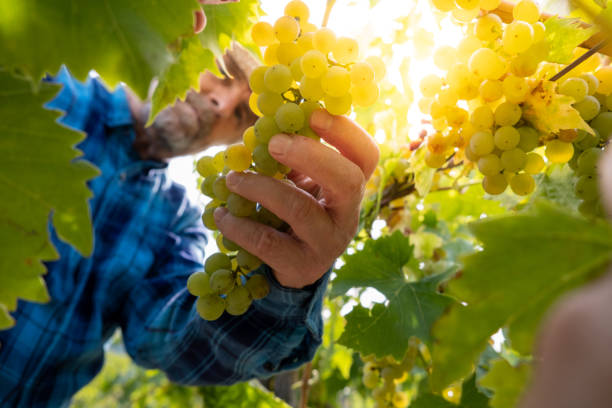istock Grapes Harvesting and Picking Up 1342036386
