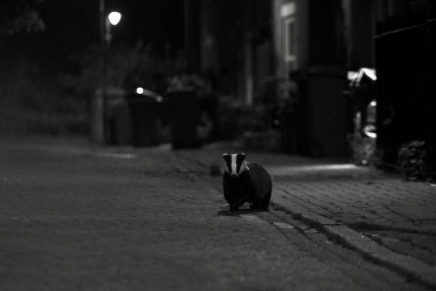 tejón urbano por la noche blanco y negro - nocturnal animal fotografías e imágenes de stock