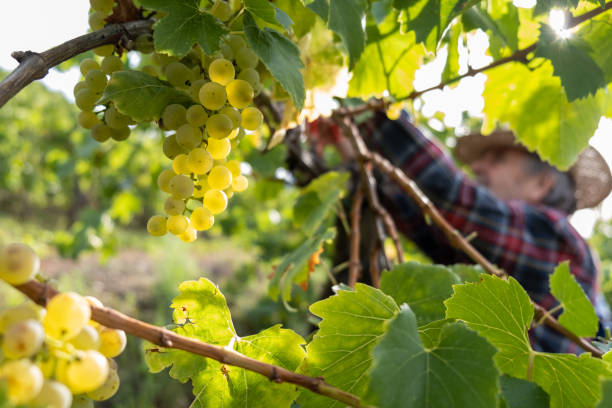 istock Grapes Harvesting and Picking Up 1342036754