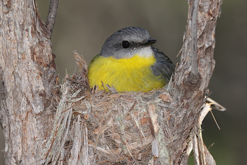Eastern Yellow Robin sitting on nest