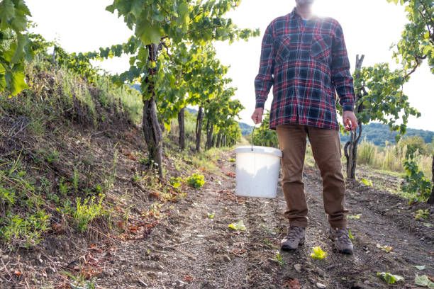 istock Grapes Harvesting and Picking Up 1342036852