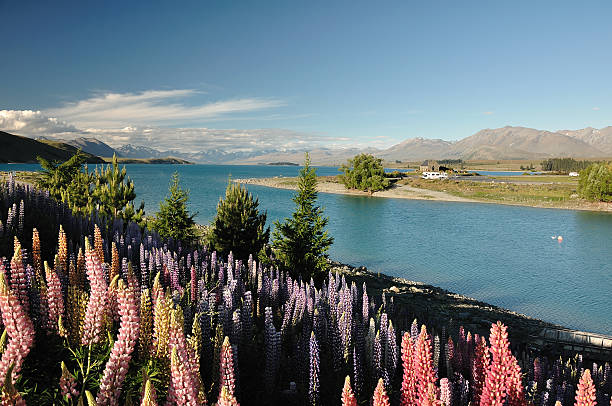 istock Lake Tekapo, New Zealand 134203767
