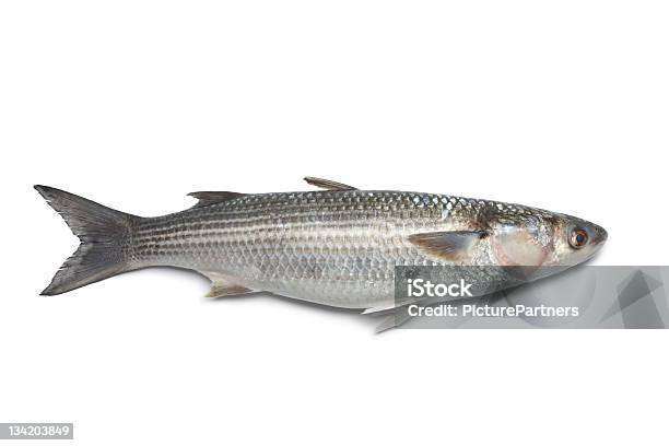 Frisches Grau Vokuhila Stockfoto und mehr Bilder von Meeräsche - Meeräsche, Fisch, Weißer Hintergrund