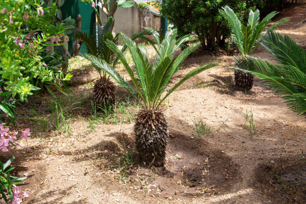istock Three young growing palms in a small southern garden bathed in sunlight. Close-up. 1342039686