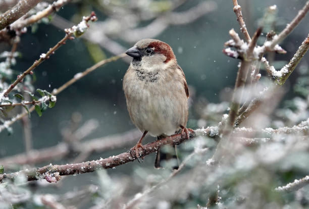 a close up selective focus shot of a male house sparrow perched on a branch in the snow. - house sparrow stockfoto's en -beelden