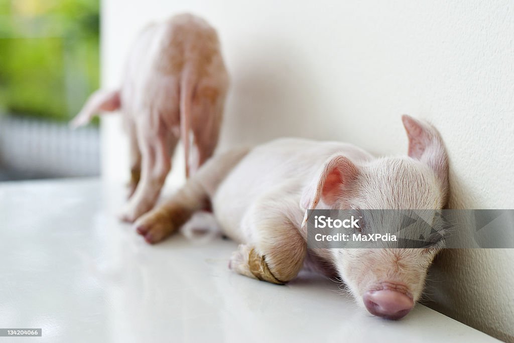 sleepy Maialino - Foto stock royalty-free di Animale