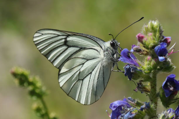 gassato (aporia crataegi) - black veined white butterfly foto e immagini stock