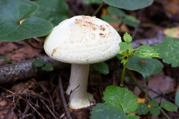 버섯- 아마니타 판로이드 v.verna 매크로 사진 화이트 가을 숲에서 agaric, 유독 버섯 - 독우산광대버섯 이미지 뉴스 사진 이미지