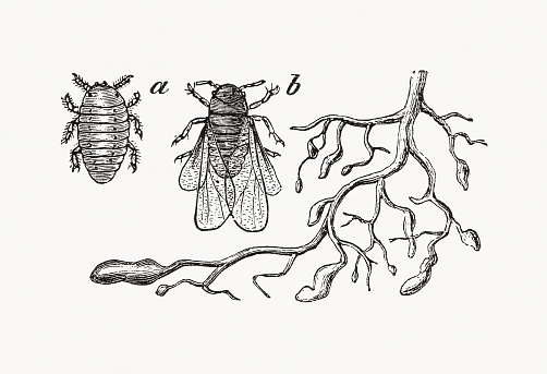 Grape phylloxera (Daktulosphaira vitifoliae): a) winged; b) wingless. Right: Roots that have been damaged by phylloxera. Wood engraving, published in 1889.