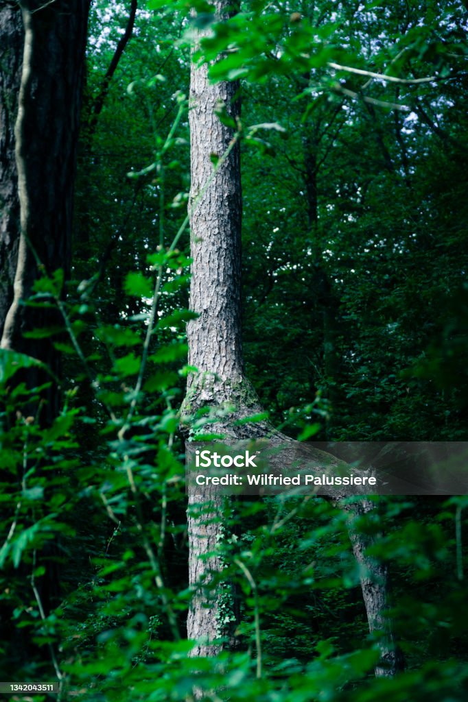 Spring Singular Tree Tree With A Singular Shape In The Forest Stock Photo - Download Image ...