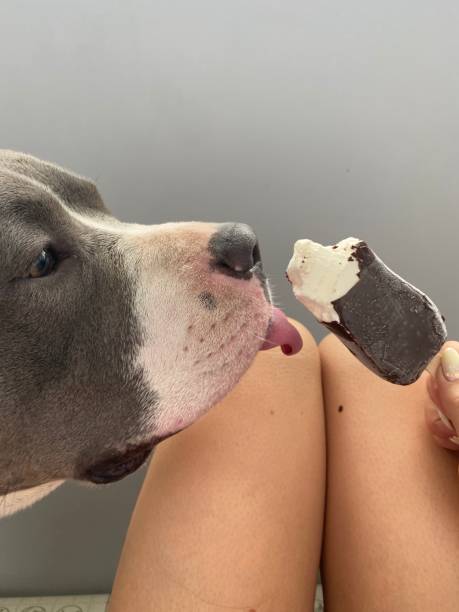 istock Blue american staffordshire terrier dog eats ice-cream 1342043553