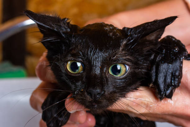 wet muzzle of a black little kitten with fleas while bathing close-up