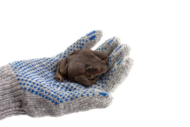 a human hand in a glove holds an earthen toad, isolated on a white background