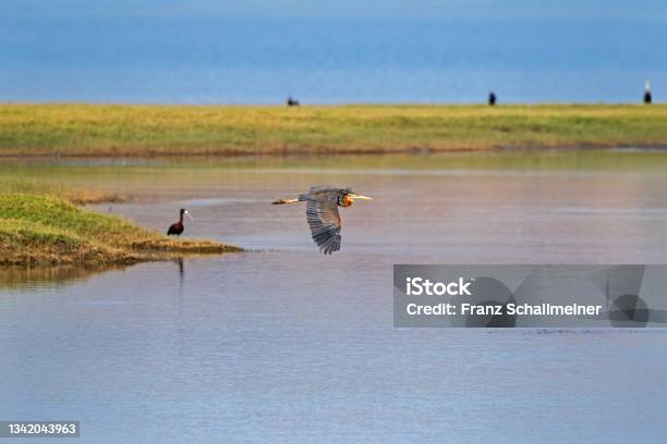Indian Purple Heron Flies Over The Jawai River Rajasthan India Stock Photo - Download Image Now