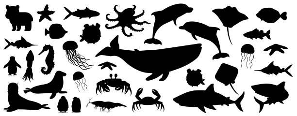 ilustrações, clipart, desenhos animados e ícones de grande conjunto de silhueta branca preta isola animais do oceano norte do mar. baleia vetorial de rabisco, golfinho, tubarão, arraia, água-viva, peixe, estrelas, caranguejo, pintinho-rei, polvo, foca-pele, filhote de urso polar - medusa cnidário