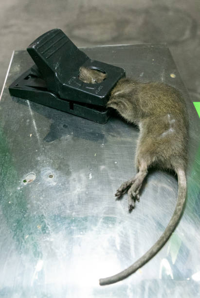 istock Stray rat captured in a convenient and effective non-toxic and reusable spring-loaded mechanical trap 1342044001