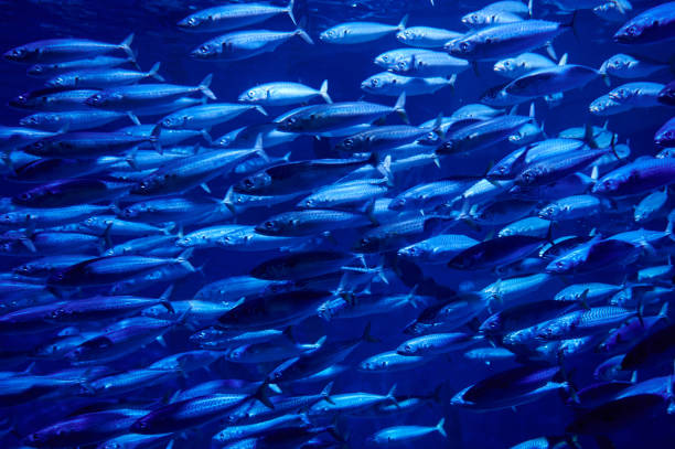 istock Large school of fish on blue background, marine ecosystem 1342044349