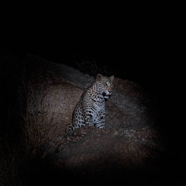 istock Indian leopard (Panthera pardus fusca) rests on a boulder, Rajasthan, India 1342044385