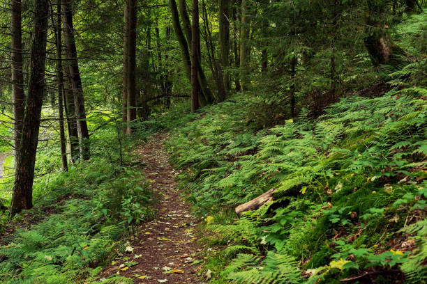 istock Hiking trail with ferns and dense lush vegetation in a forest. 1342045846