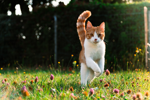 red and white cat running in the grass towards the camera