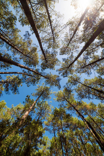 istock treetops of a pine forest 1342046086