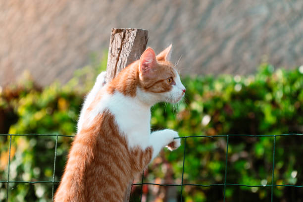 istock red and white cat on top of a stake 1342046149