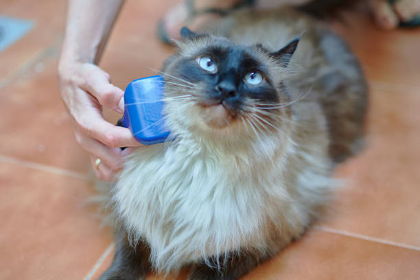 istock nice long haired siamese cat being brushed by its owner while purring. pet care concept 1342047499